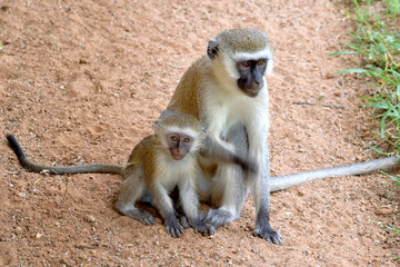 VERVET MONKEY IN THE PARK OF TSAVO IN KENYA
