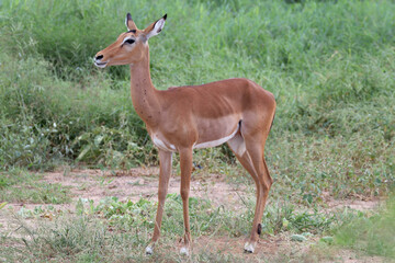 IMPALAS IN THE NATIONAL PARK OF TSAVO IN KENYA
