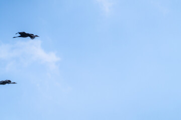 black cranes flying in the cloudy sky