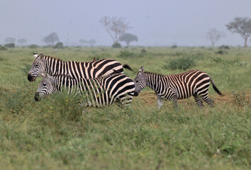 ZEBRAS IN THE NATIONAL PARK OF TSAVO IN KENYA
