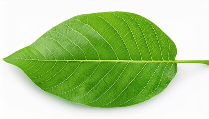 Obraz premium Top view of a vibrant green walnut leaf isolated on a white background, perfect for natural product designs. 