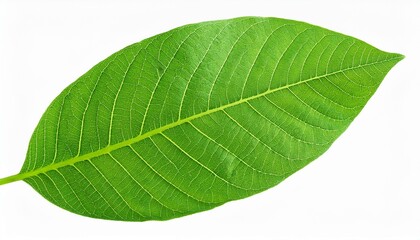 Obraz premium Top view of a vibrant green walnut leaf isolated on a white background, perfect for natural product designs. 
