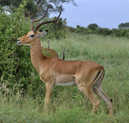 IMPALAS IN THE NATIONAL PARK OF TSAVO IN KENYA
