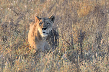 LIONESS IN THE SAVANNA IN TSAVO PARK IN KENYA
