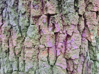 tree bark, close up photography