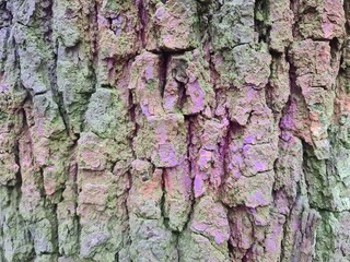 tree bark, close up photography