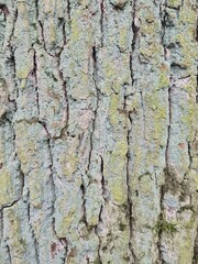minimalistic background picture - close up photography of wood bark