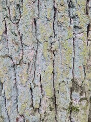 minimalistic background picture - close up photography of wood bark