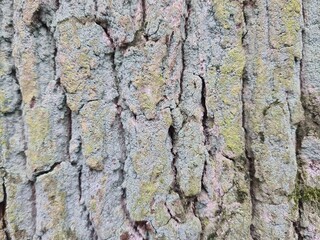 minimalistic background picture - close up photography of wood bark