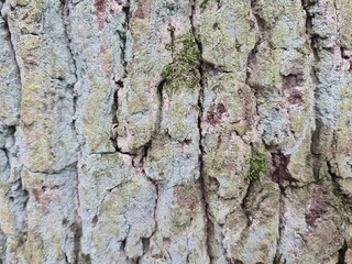 minimalistic background picture - close up photography of wood bark