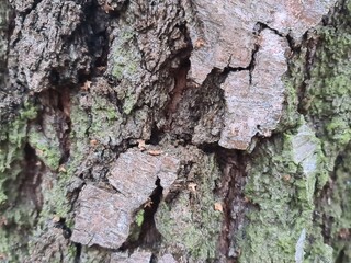 minimalistic background picture / wall paper design - close up photography of wood bark