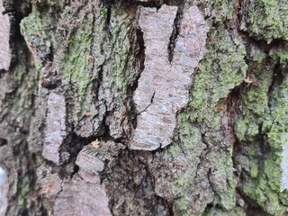 minimalistic background picture / wall paper design - close up photography of wood bark