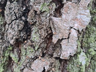 minimalistic background picture / wall paper design - close up photography of wood bark