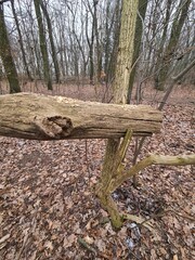 tree trunks - nature design - in the Plnterwald Forest (Berlin Treptow/Köpenick)