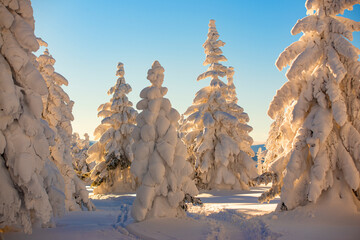 Zimowy poranek o wschodzie © Izabela&Grzegorz