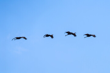 black cranes flying in the cloudy sky