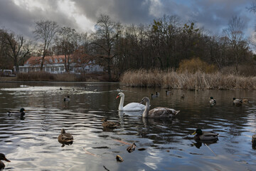 Mute Swans (Cygnus olor) and Mallard Ducks (Anas platyrhynchos) on a Tranquil Lake