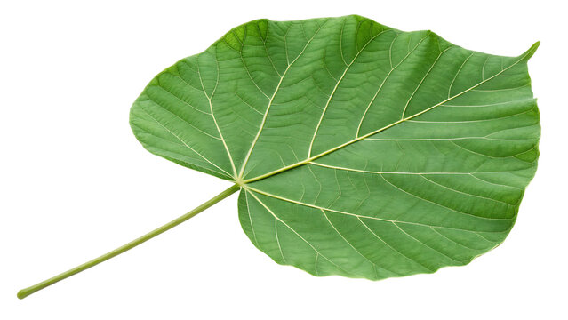 Leaf With Rounded Connected