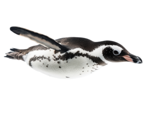 Isolated Flying Magellanic Penguin