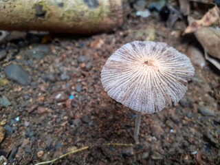mushroom on the ground