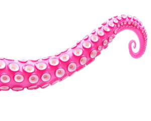 Isolated Pink Octopus Tentacle
