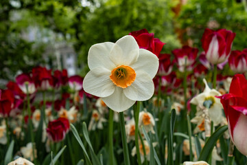 Delicate Daffodil with a yellow yolk middle stands above a bed of tulips and dying daffodils
