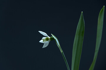 snowdrop flower on black with copyspace
