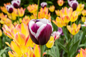 Fuschsia Backed by Yellow Tuliip in front of a yellow garden of tulips