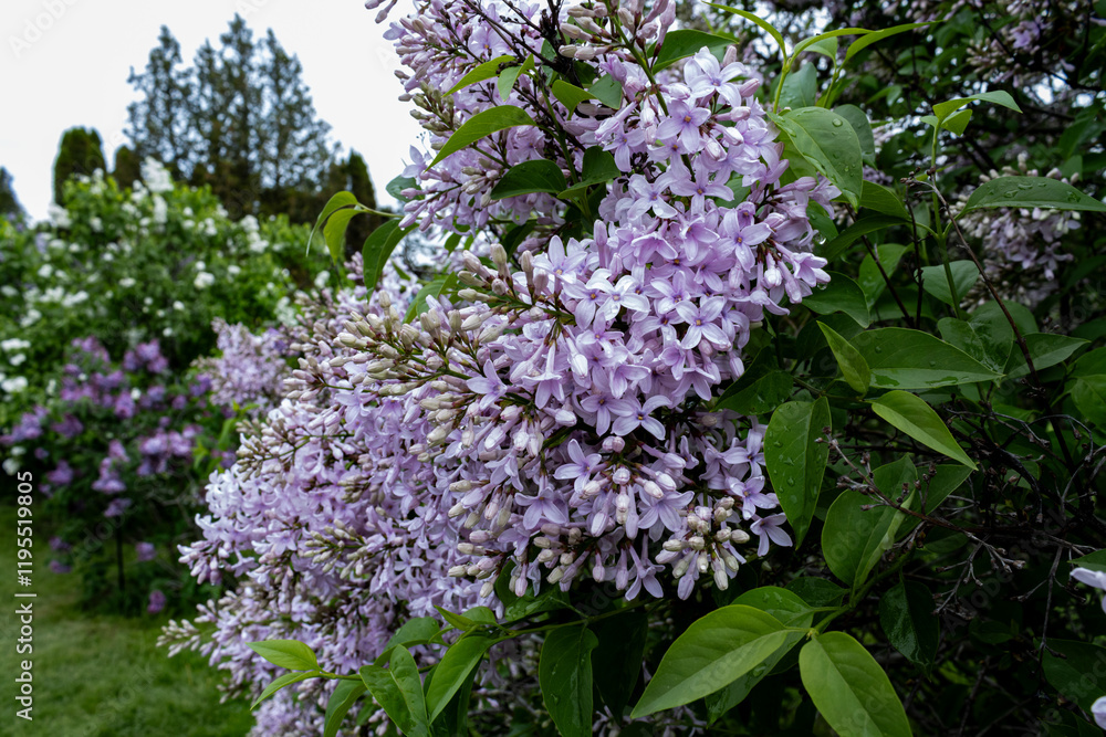 Sticker Lacy Pink Lilacs resemble lace as they cascade from a branch in early spring