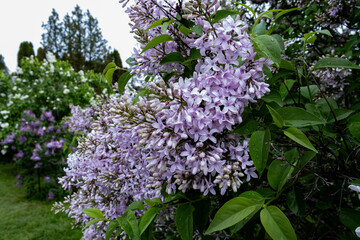 Lacy Pink Lilacs resemble lace as they cascade from a branch in early spring