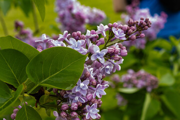 Light Pink Lilac poking out of a mesh of leave in spring
