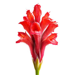 Stunning Red Flower Bloom Closeup Botanical Photography Nature art plant petal macro image vivid    