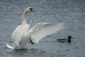 DSC_7333.NEF