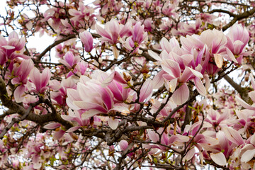 Magnolia Blooms in lovely pink profusion provide a colorful spring