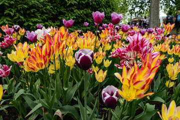 Mixed Bed of tulips with a mythical charm in spring