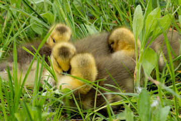 Niagara Goslings nestled next to each other for warmth in the spring by a misty falls
