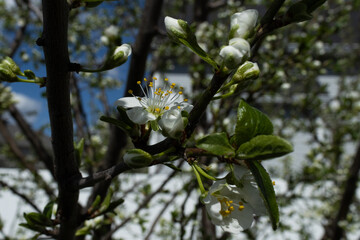 Plum Blossoms in white in the spring, delighted to see the sun and warmth