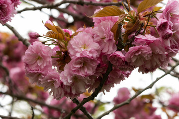 Ornamental Cherry tree in full bloom in spring