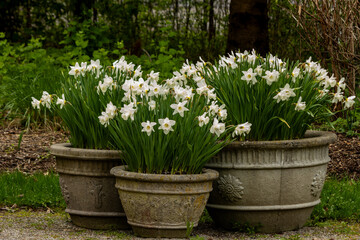 Pots of Daffodils make beautiful arrangement in the sping with decorative pots