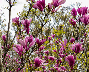 Purple Magnolia tree in full blooms with massive flowers that reach for the sky