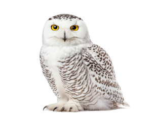 Isolated White Snowy Owl Sitting
