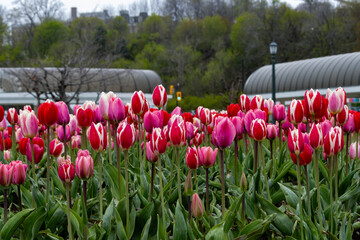 Rain-draped Tulips in front of greenhouses in a spring bed 