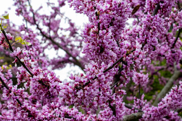 Redbud Blossoms cover a tree in spring