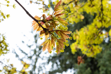 Spring Maple; a maple tree bursts into leaf after a long winter in the sunny spring
