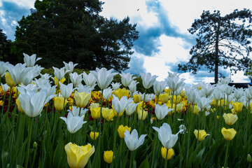 Yellow and White Tulips in a flower bed highlighted against the backdrop of  a cloudy and sunny sky.