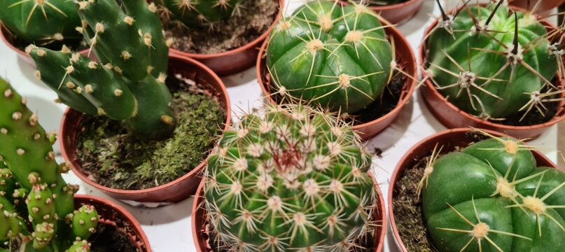 Set of cactus and succulent, home plant. Different types of cacti, potted plant as gift
