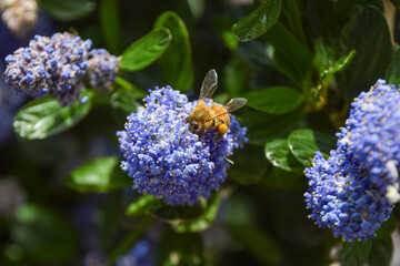 A bee pollinates California lilac (ceanothus) flowers