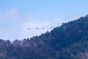 black cranes flying in the cloudy sky