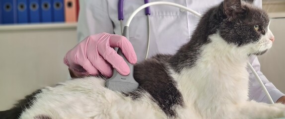 Professional veterinarian conducts ultrasound examination of cat in a veterinary office