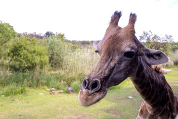 Giraffe ready for feeding